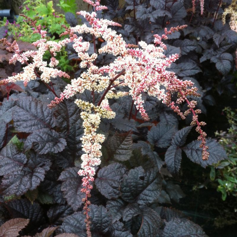 Astilbe