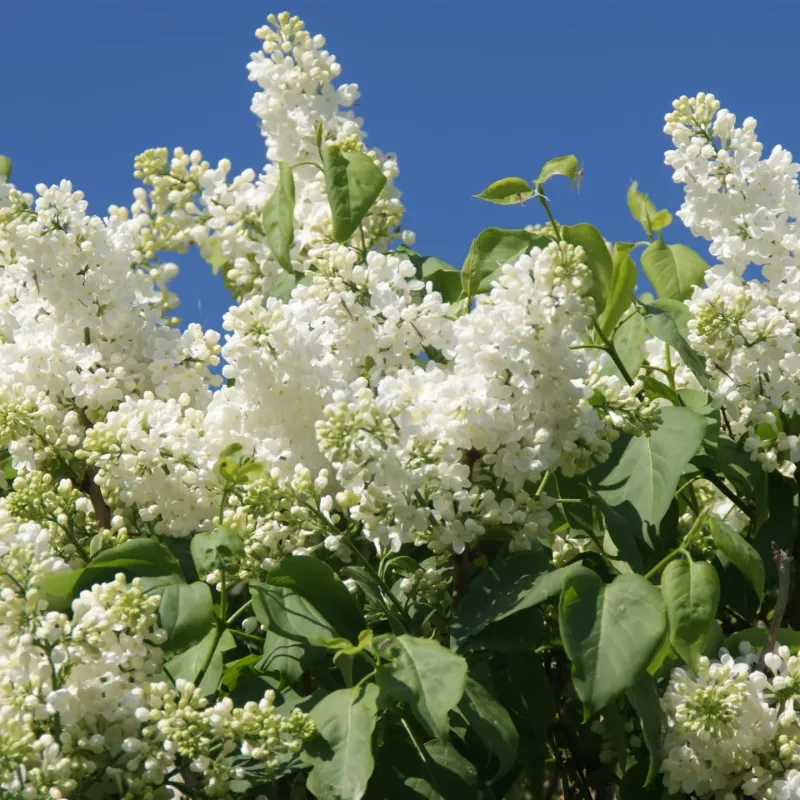 Syringa Vulgaris ‘Madame Lemoine’