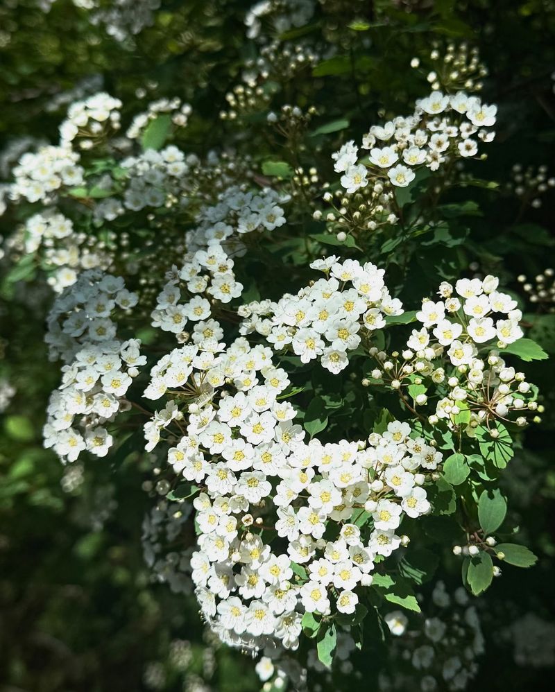 Spirea