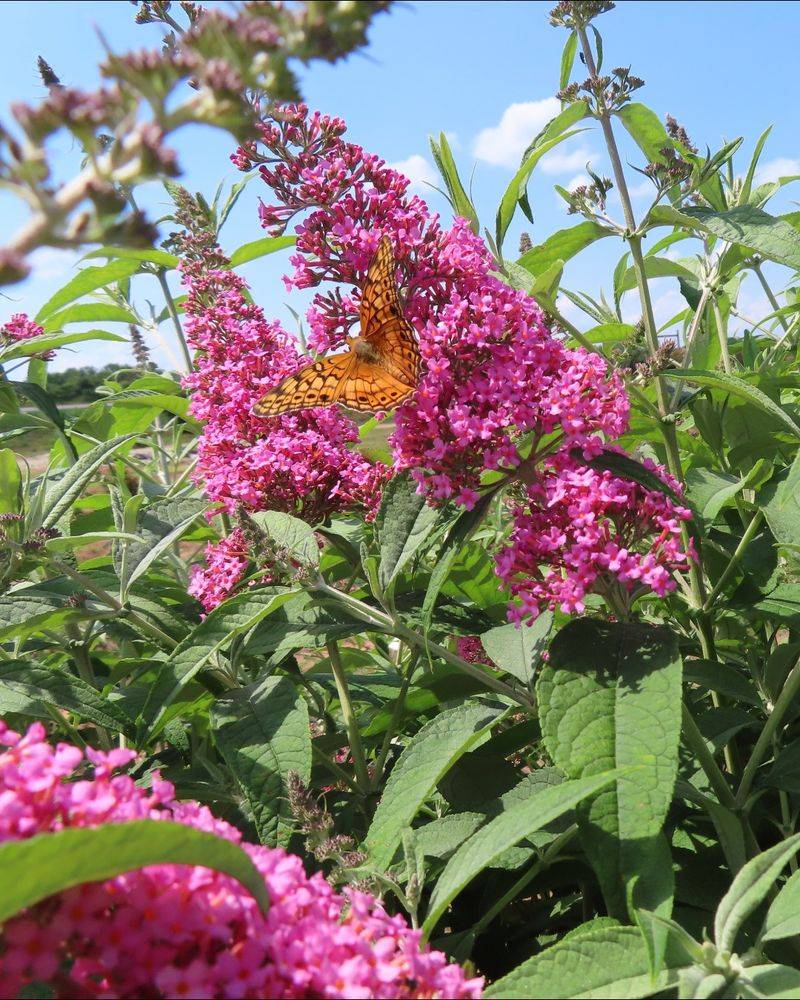 Butterfly Bush 