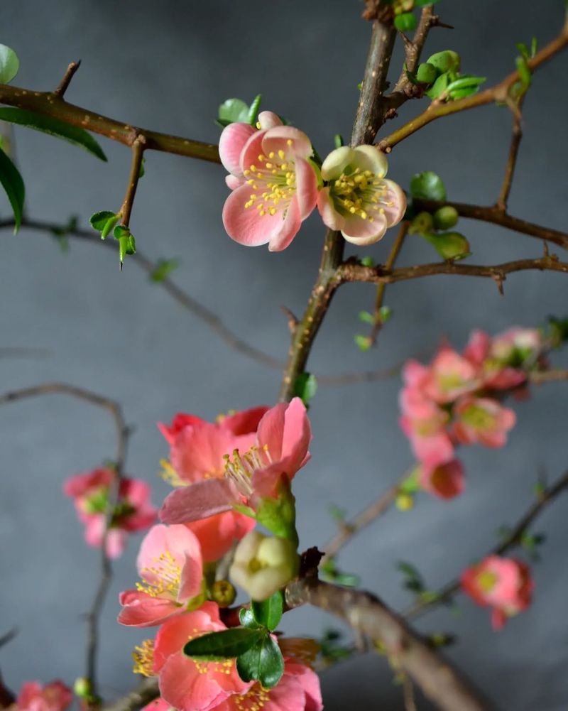 Ornamental Quince