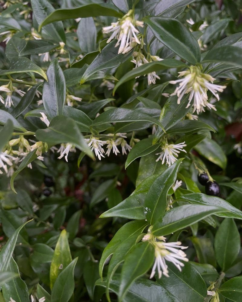 Sweet Box (Sarcococca confusa)