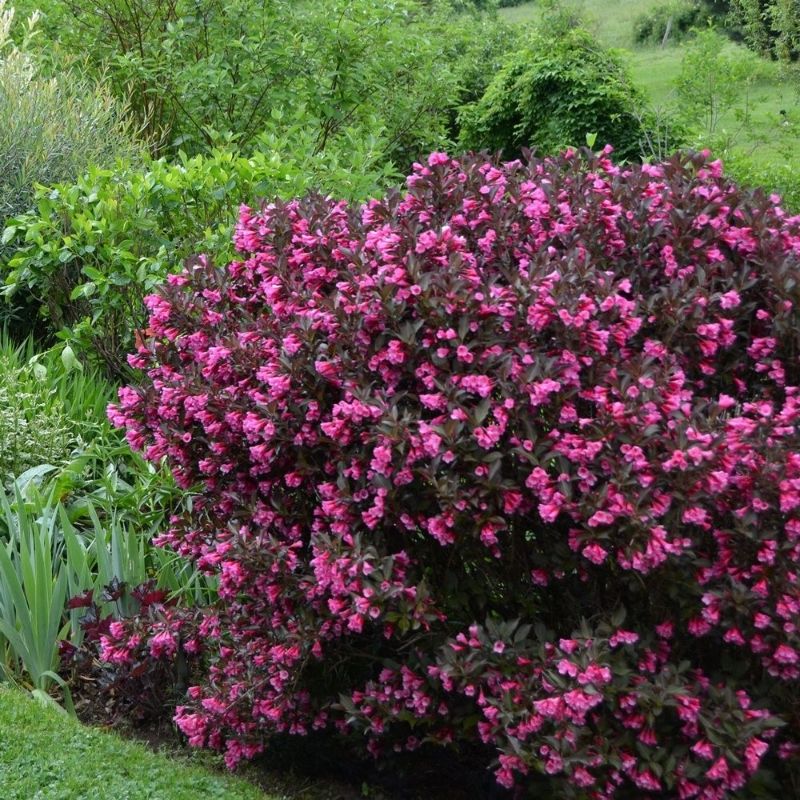 Weigela 'Wine & Roses'