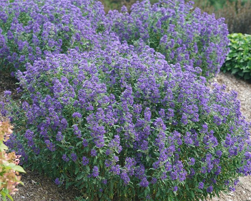 Bluebeard (Caryopteris)