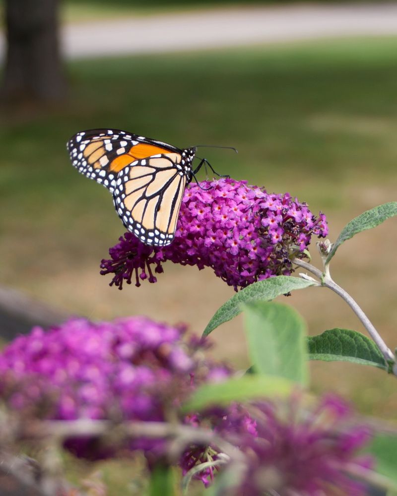 Butterfly Bush Falls Flat