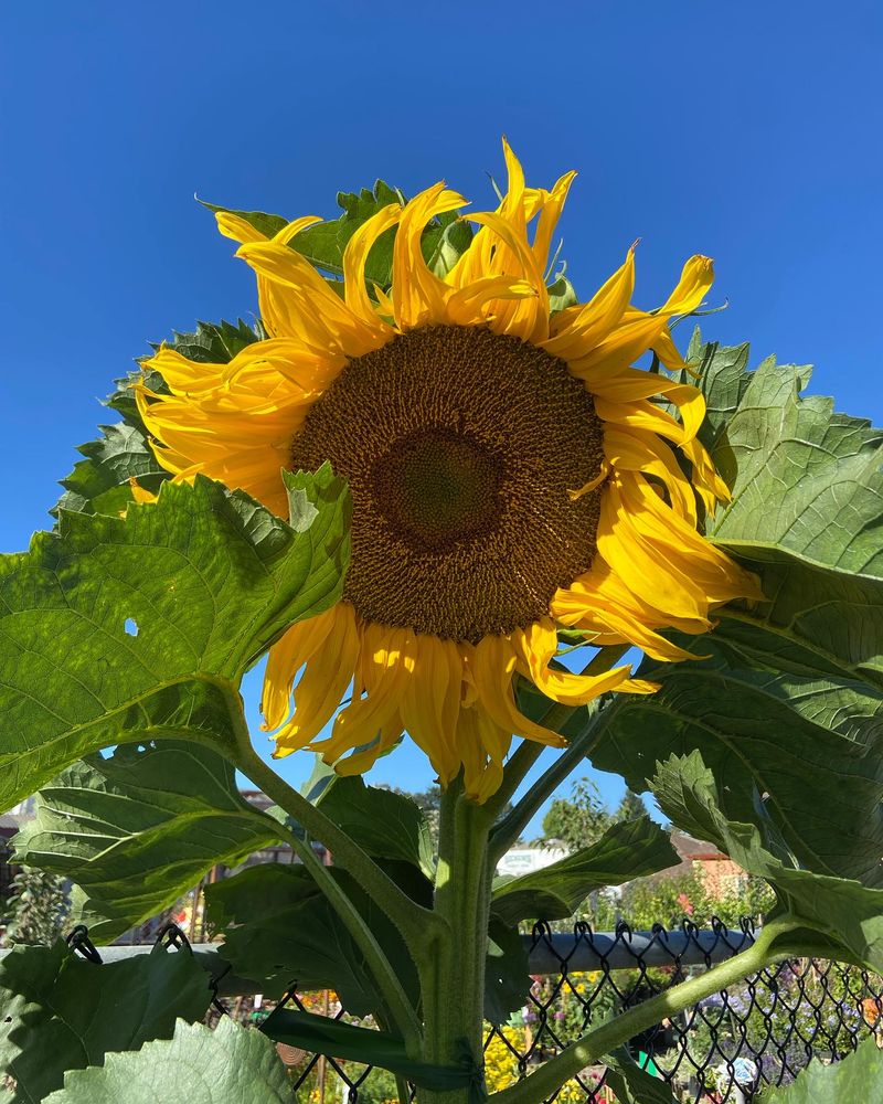 Sunflowers
