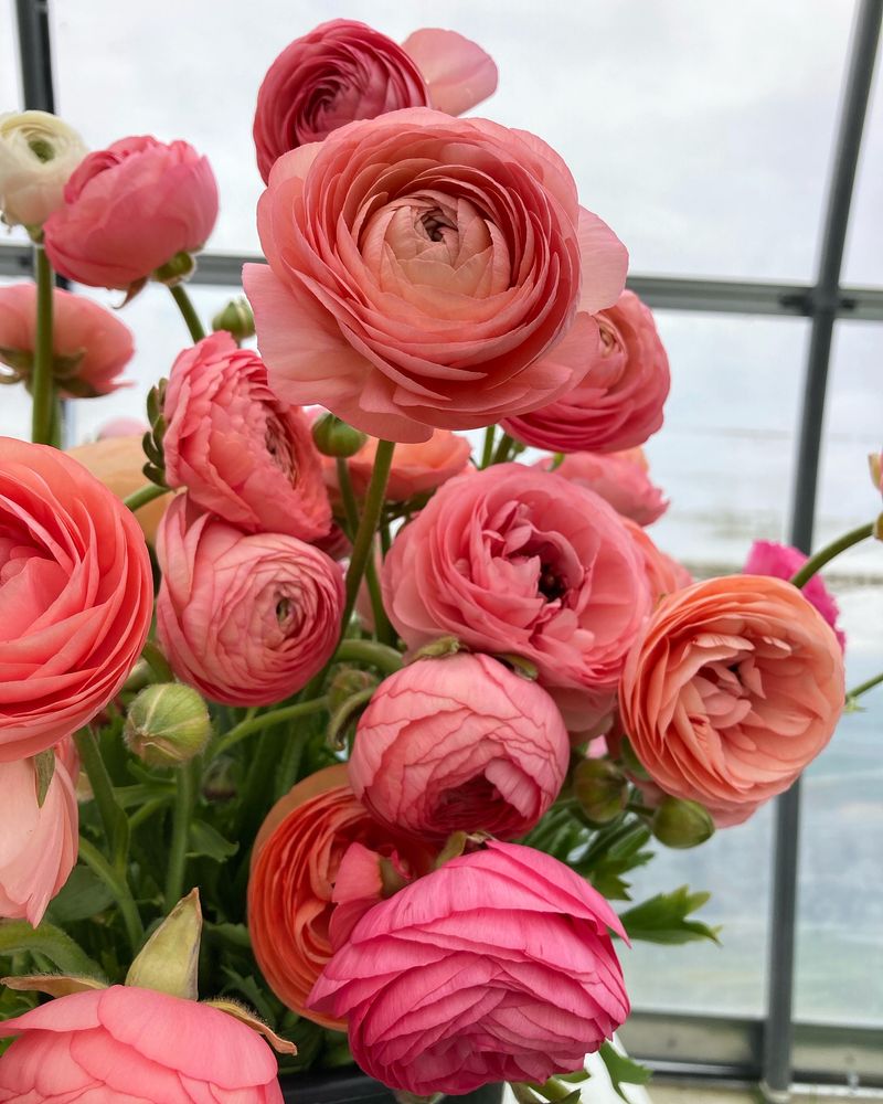 Ranunculus: Paper-Like Perfection
