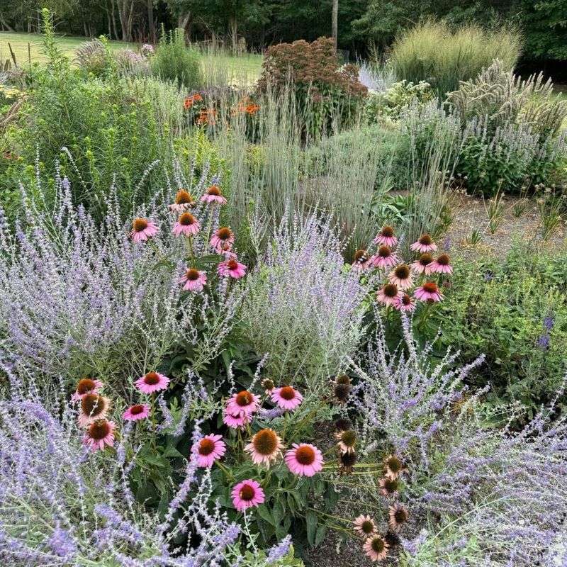 Coneflowers (Echinacea)