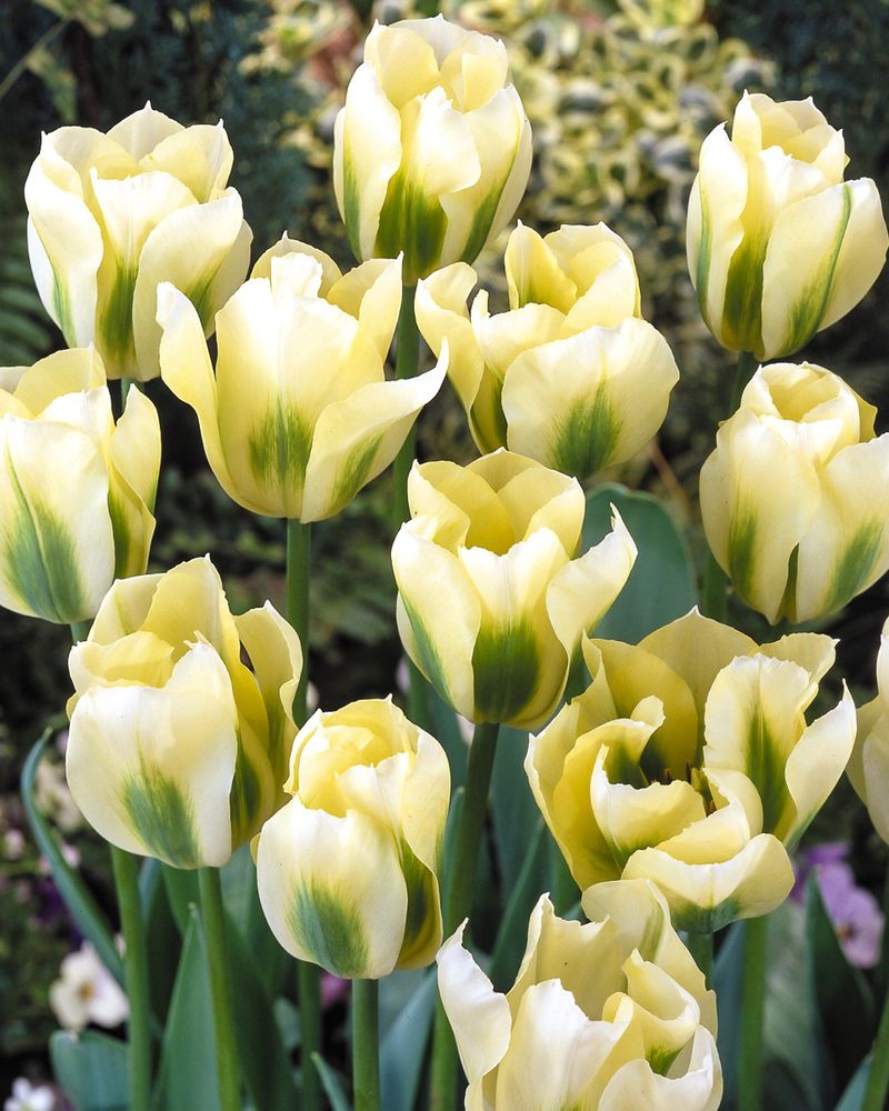 Viridiflora Tulips