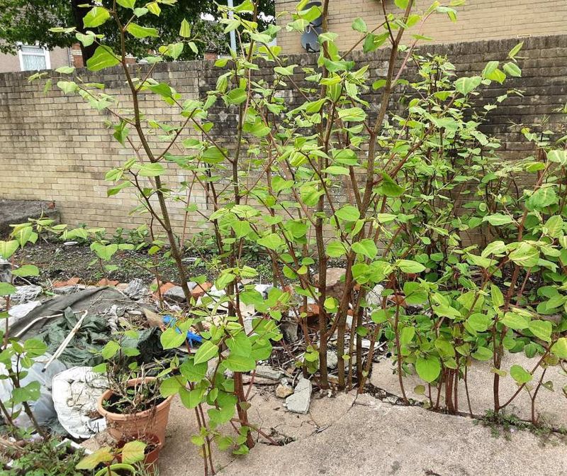 Japanese Knotweed