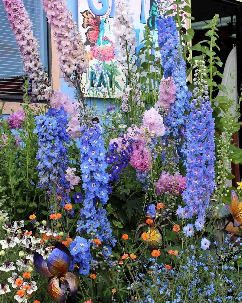 Delphinium