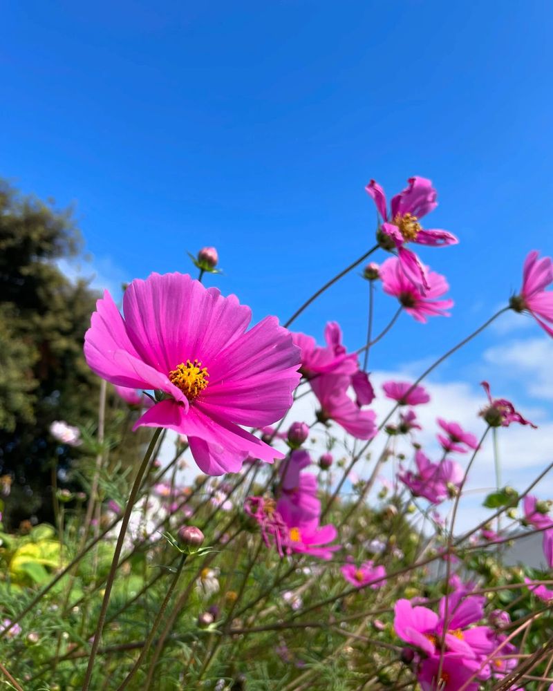 Cosmos Comes And Goes