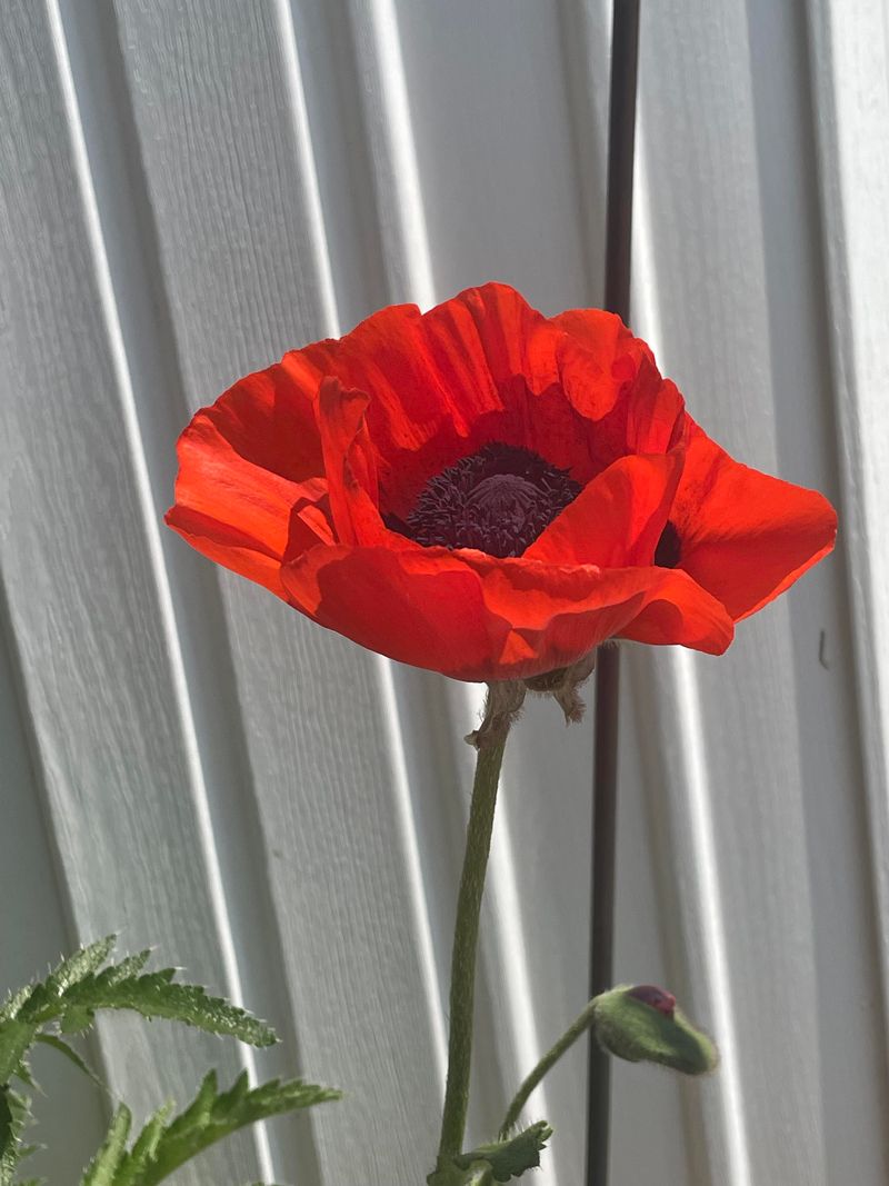Oriental Poppies
