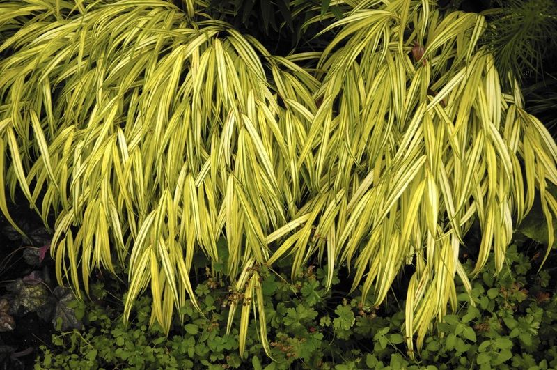 Japanese Forest Grass Fades In Root Zones