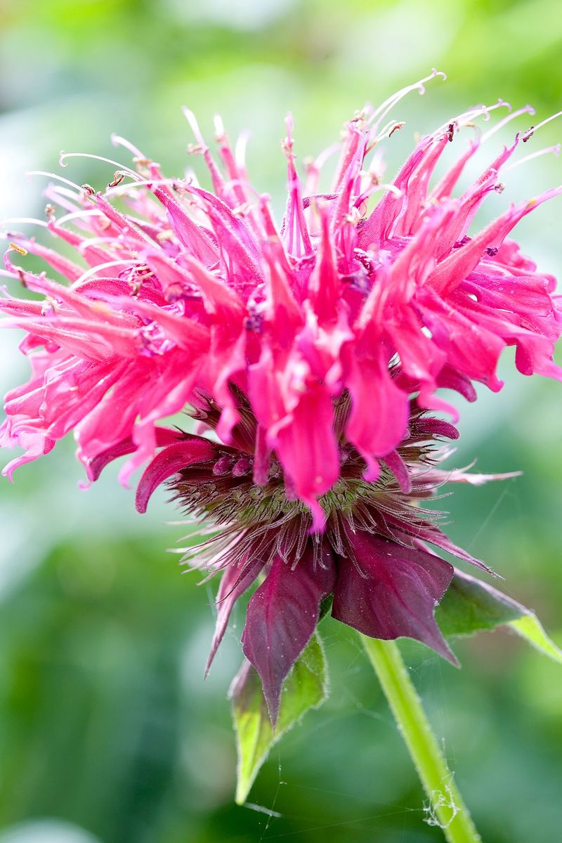 Monarda (Bee Balm): Mildew-Prone Spreaders