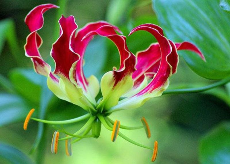 Gloriosa Lily