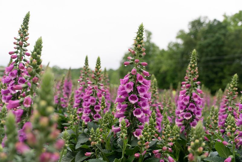 Foxglove (Digitalis)