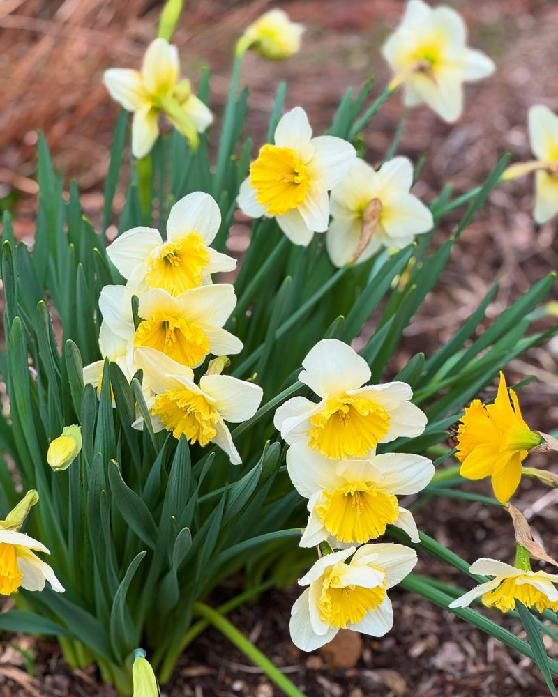 Daffodils