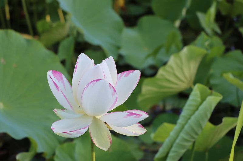 Lotus Flower
