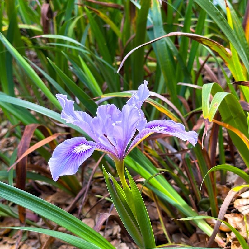 Stinking Iris