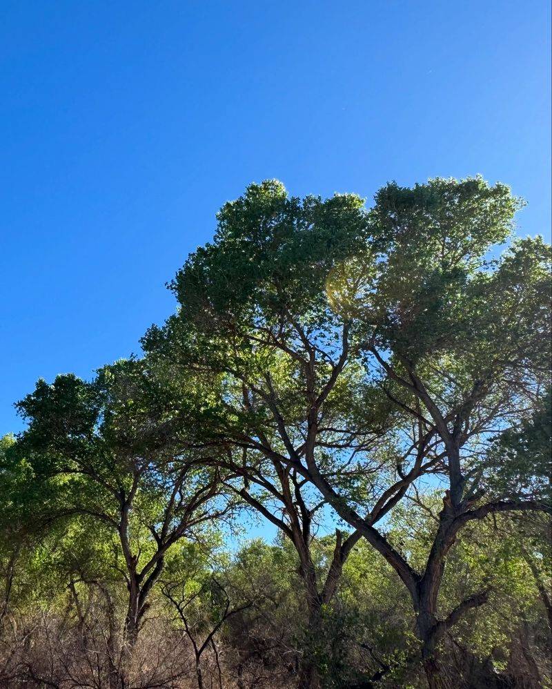 Cottonwood Trees