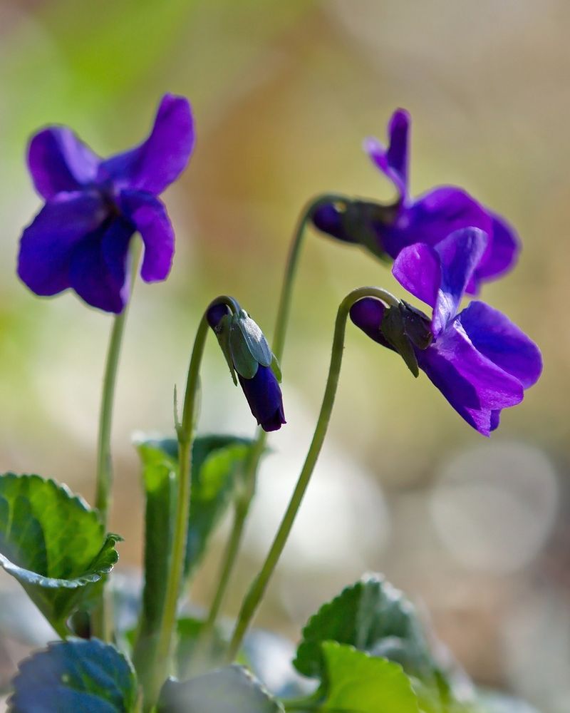 Violets