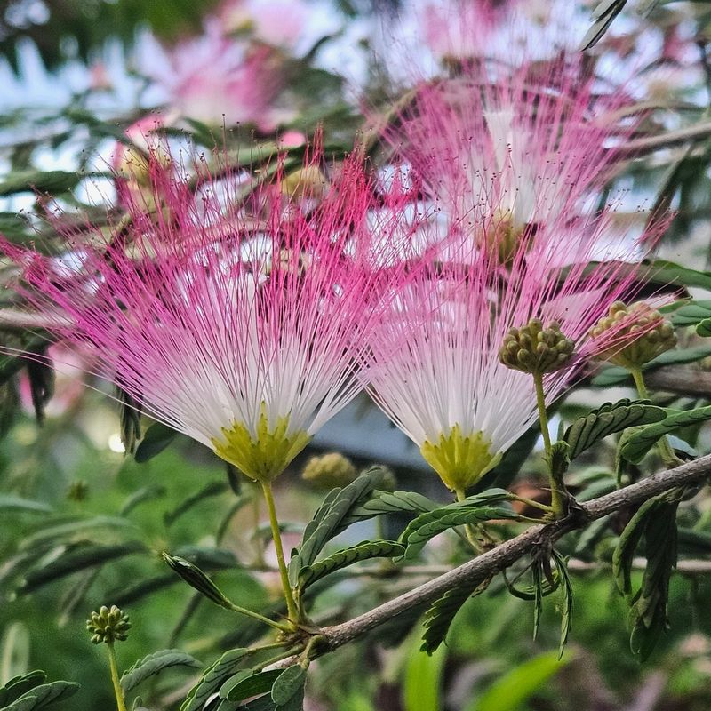 Mimosa Tree
