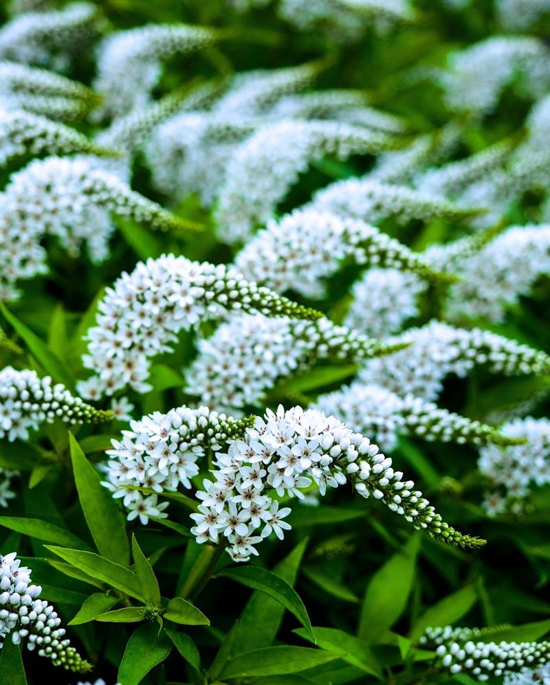 Gooseneck Loosestrife