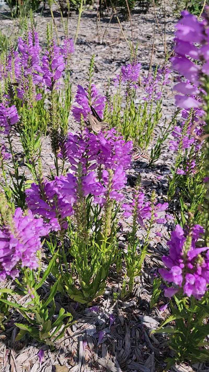 Obedient Plant
