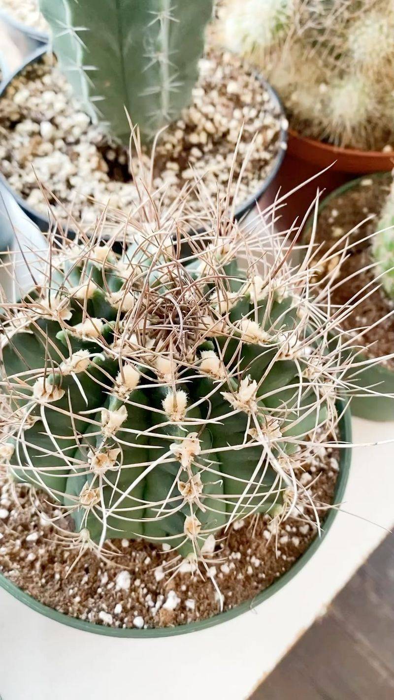 Cactus (Certain Varieties)