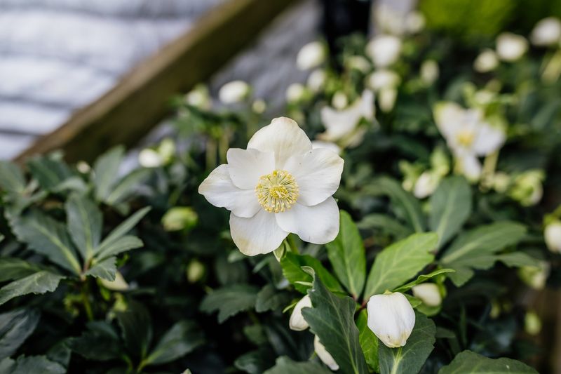 Hellebores: Winter Bloomers That Stay in Place