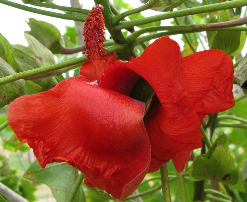 Kokio (Kokia cookei)