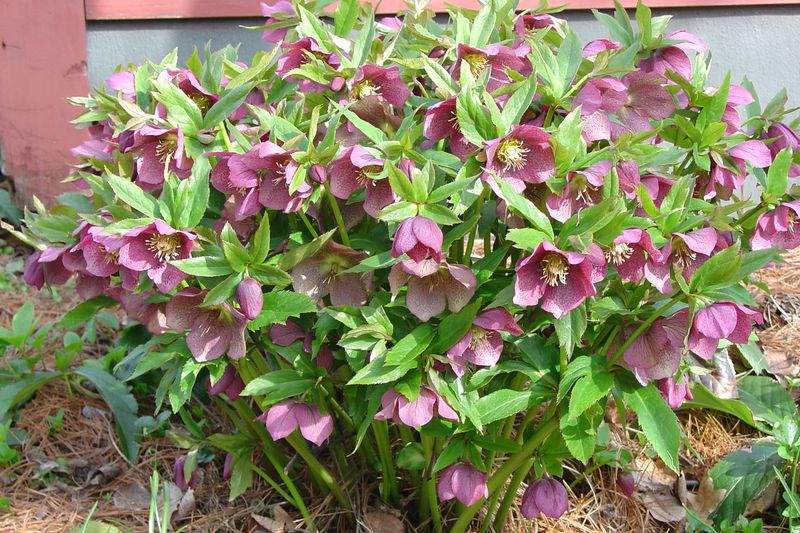 Lenten Roses Leave Gaps Between Clumps