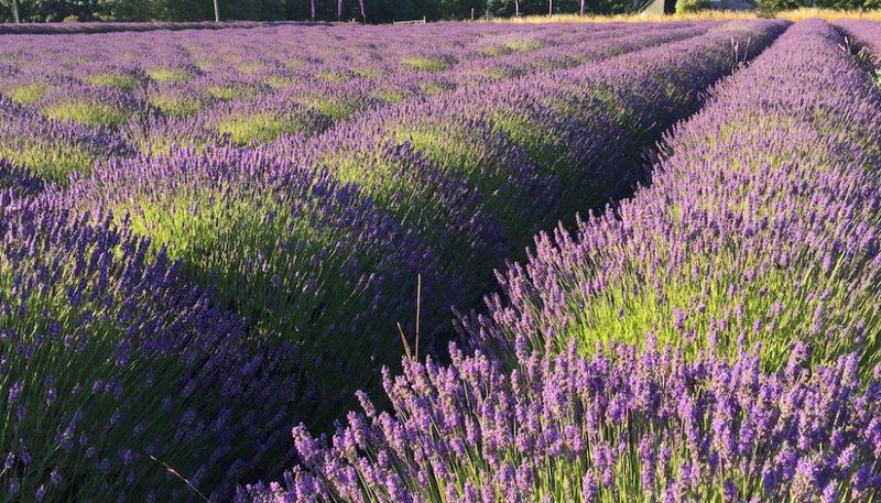 Lavender: The Short-Lived Mediterranean