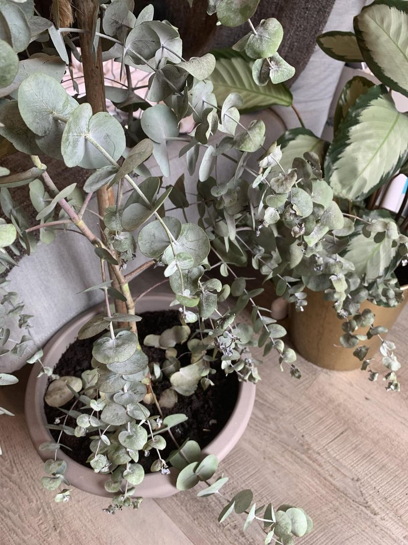 Eucalyptus: The Asthma Trigger