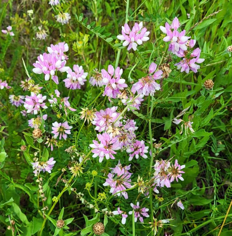 Crown Vetch: Highway Menace