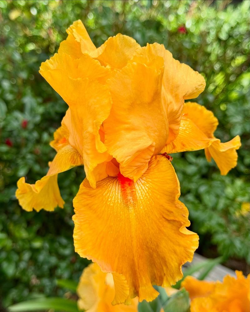 Bearded Iris: Fruity Fragrances