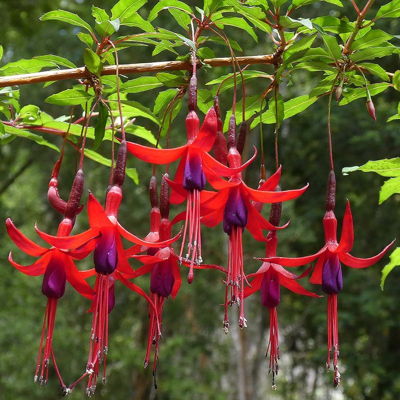 Fuchsia