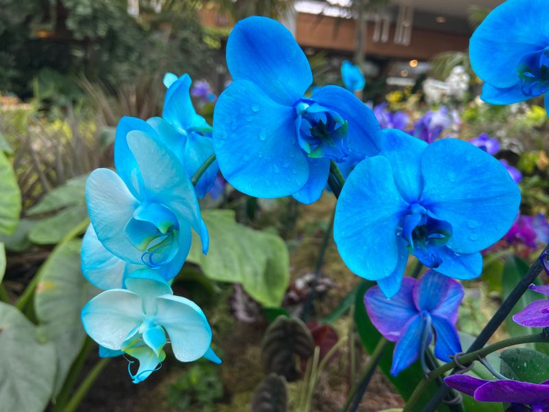 Blue Orchid (Dyed Phalaenopsis)