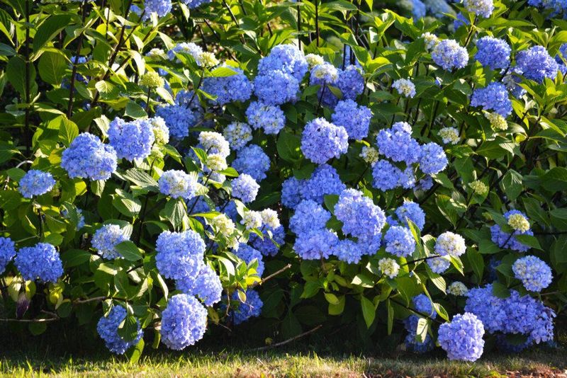 Hydrangeas Perform Better With Aspirin In The Water