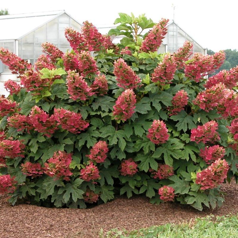 Oakleaf Hydrangea (Hydrangea quercifolia)