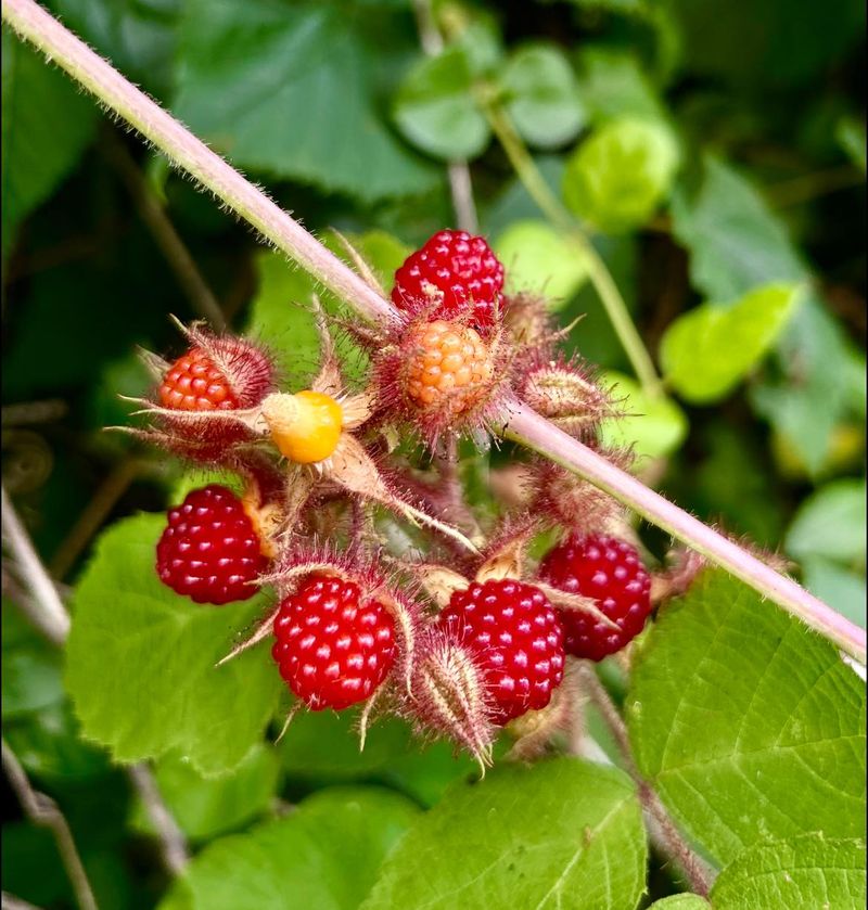Wineberries