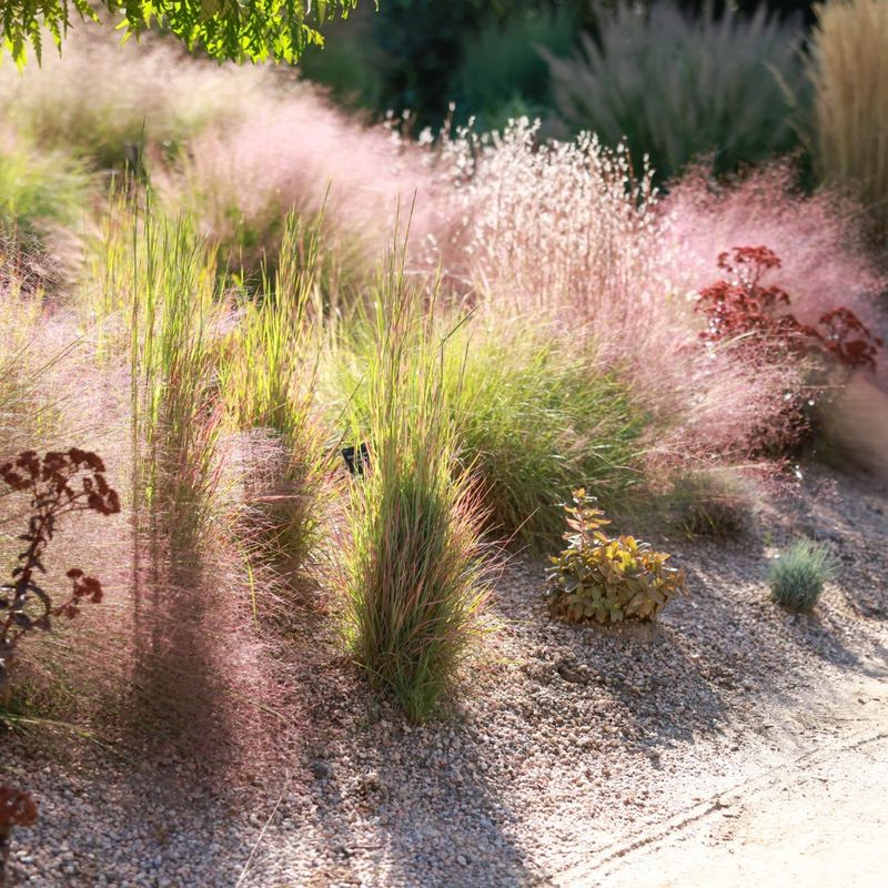 Ornamental Grasses