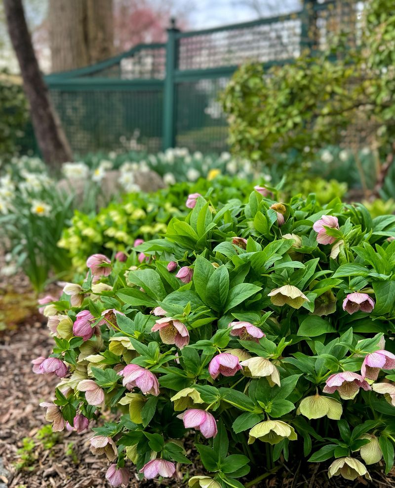 Hellebores