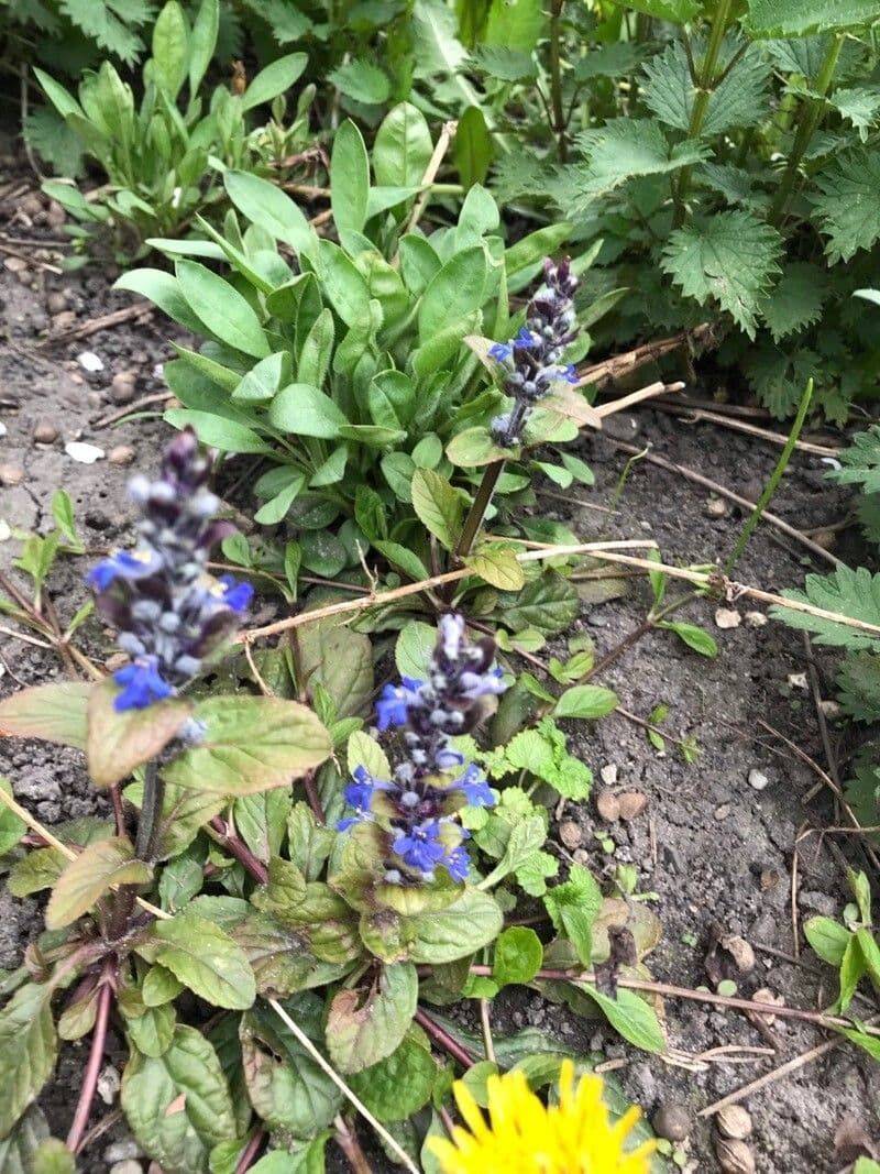 Ajuga's Struggle In Dry Tree Shade