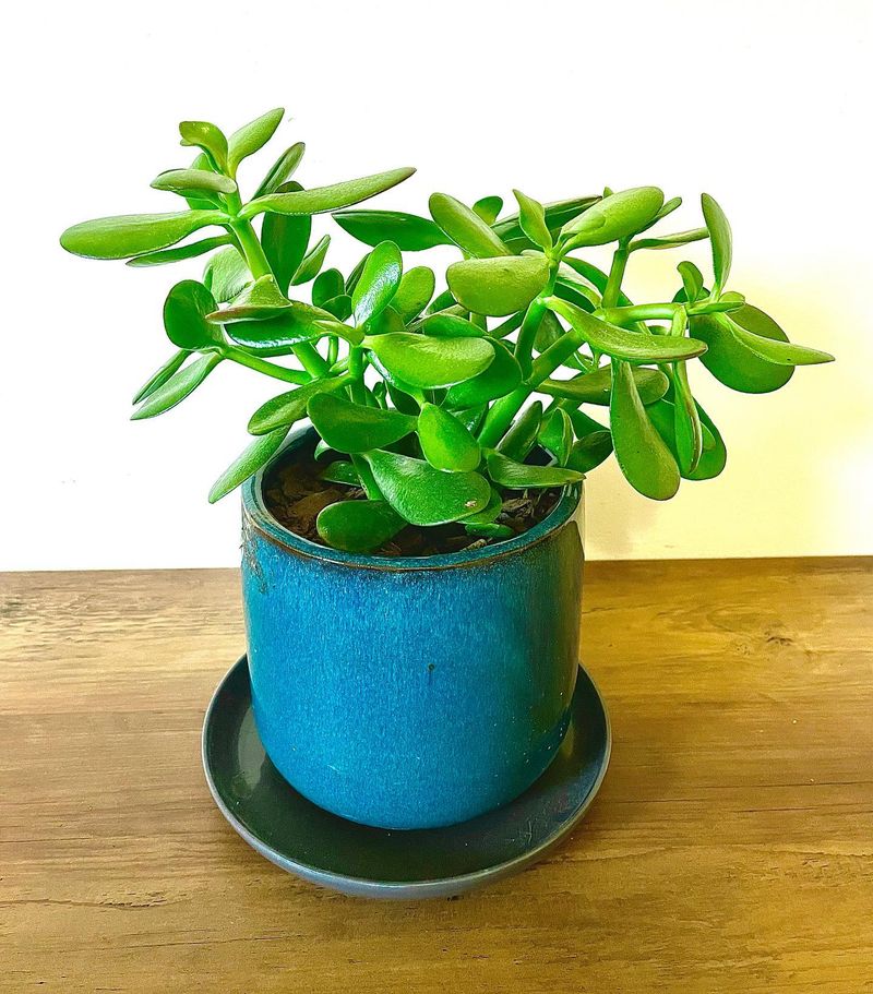 Crassula
