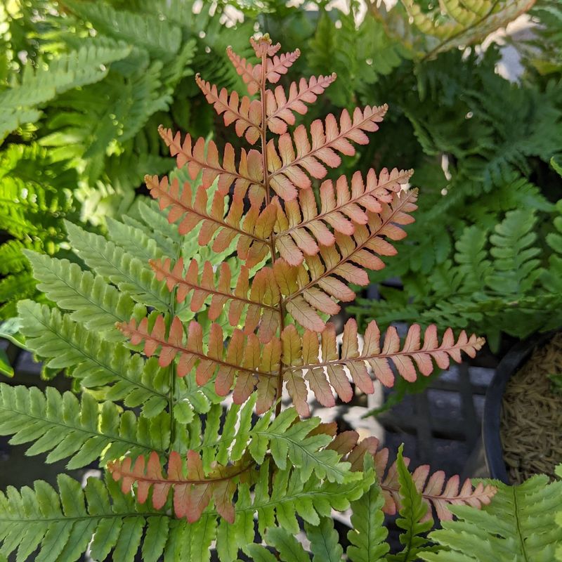 Autumn Fern