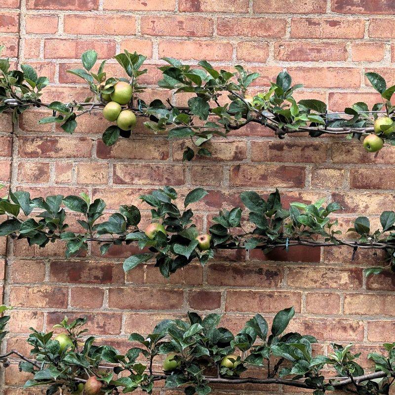 Espalier Fruit Trees