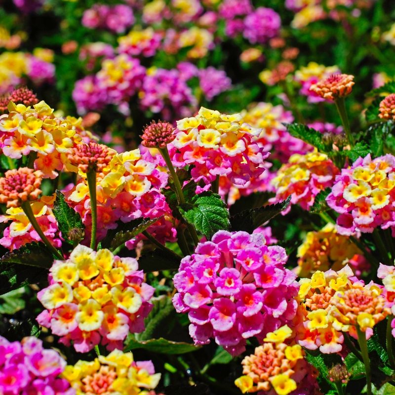 Lantana
