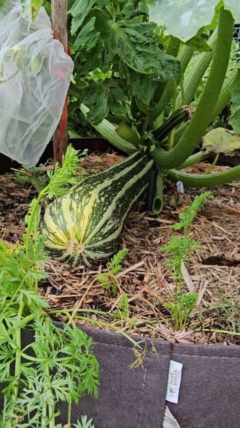 Zucchini: Space-Hogging Mistake